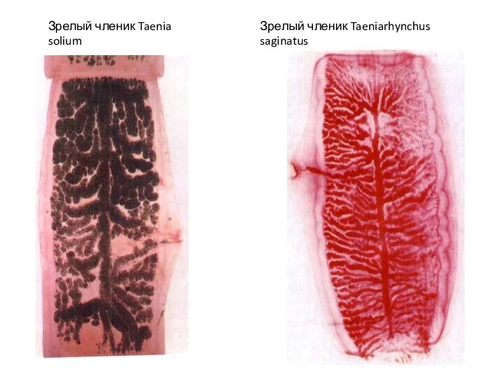 Зрелый членик Taenia solium Зрелый членик Taeniarhynchus saginatus