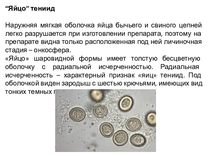 “Яйцо” тениид Наружняя мягкая оболочка яйца бычьего и свиного цепней