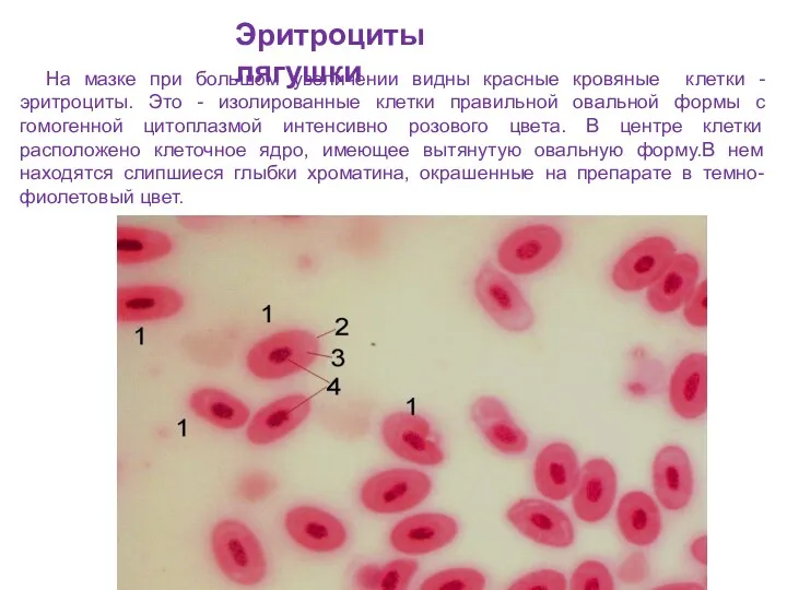 Эритроциты лягушки На мазке при большом увеличении видны красные кровяные