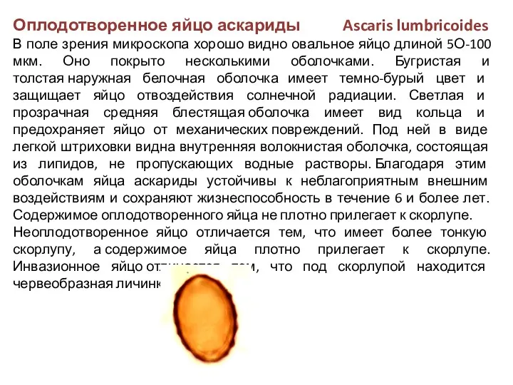 Оплодотворенное яйцо аскариды Ascaris lumbricoides В поле зрения микроскопа хорошо