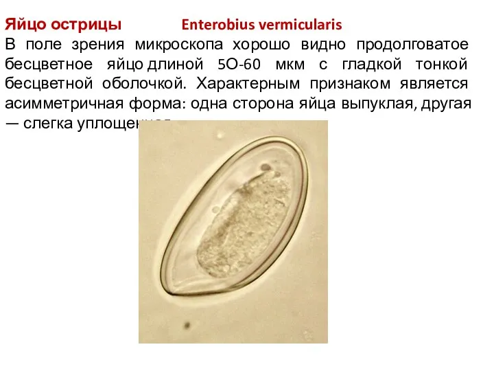 Яйцо острицы Enterobius vermicularis В поле зрения микроскопа хорошо видно