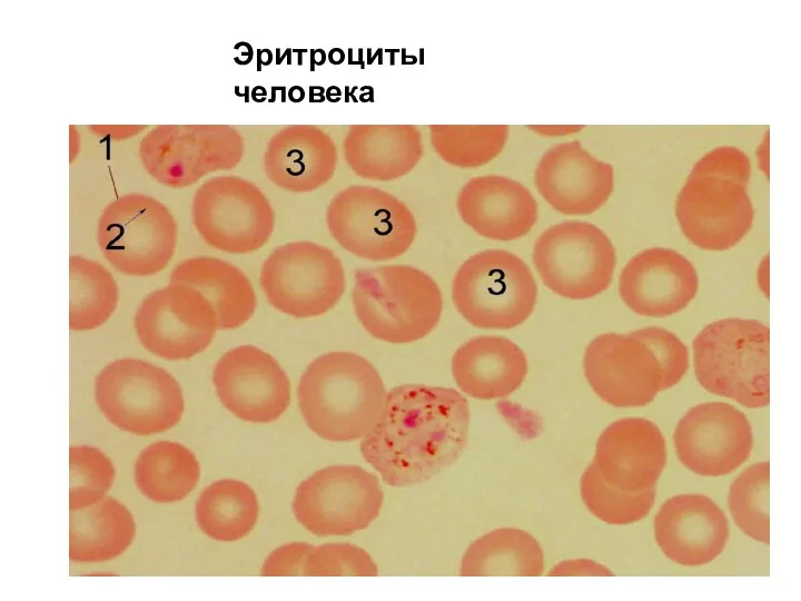 Эритроциты человека