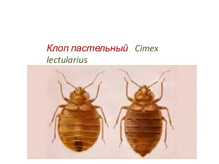 Клоп пастельный Cimex lectularius