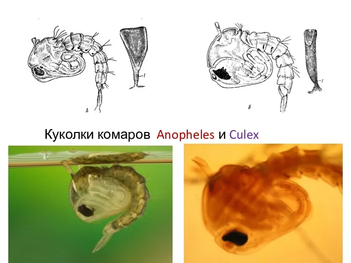 Куколки комаров Anopheles и Culex