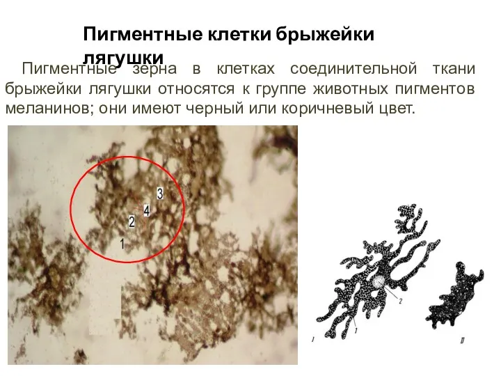 Пигментные клетки брыжейки лягушки Пигментные зерна в клетках соединительной ткани