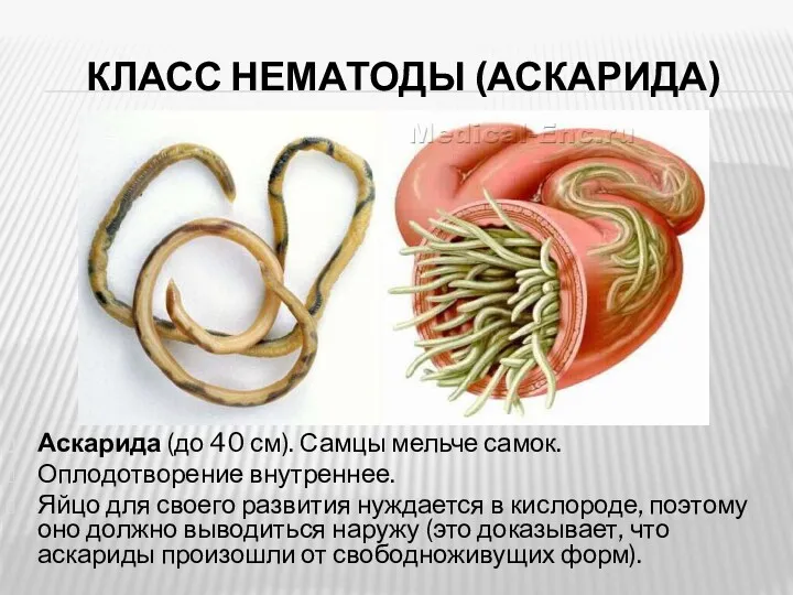 КЛАСС НЕМАТОДЫ (АСКАРИДА) Аскарида (до 40 см). Самцы мельче самок.