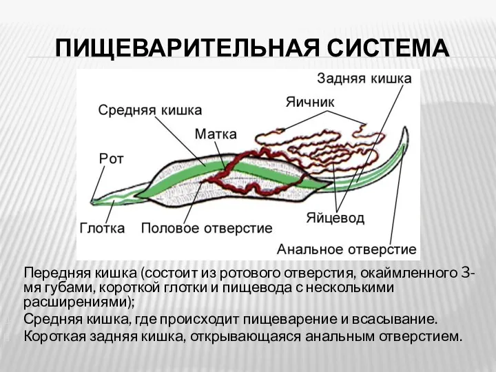 ПИЩЕВАРИТЕЛЬНАЯ СИСТЕМА Передняя кишка (состоит из ротового отверстия, окаймленного 3-мя