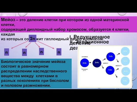 Мейоз – это деление клетки при котором из одной материнской