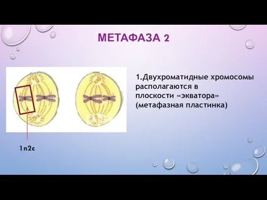 МЕТАФАЗА 2 1.Двухроматидные хромосомы располагаются в плоскости «экватора» (метафазная пластинка) 1n2c