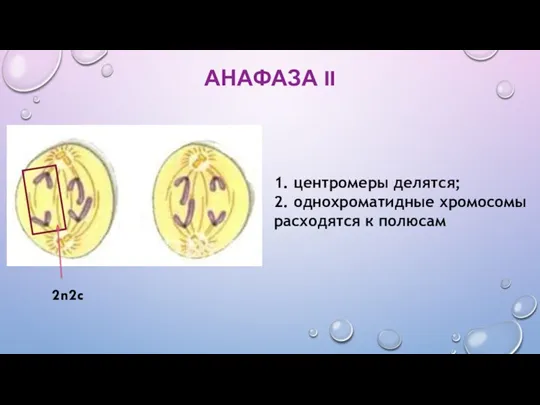 АНАФАЗА II 1. центромеры делятся; 2. однохроматидные хромосомы расходятся к полюсам 2n2c