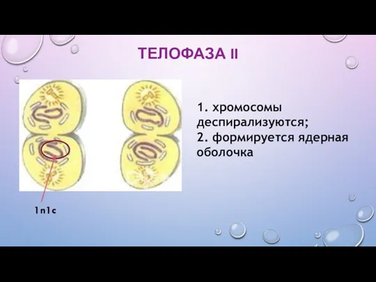 ТЕЛОФАЗА II 1. хромосомы деспирализуются; 2. формируется ядерная оболочка 1n1c
