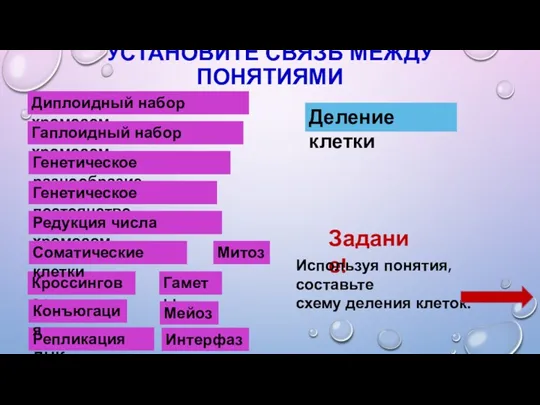 УСТАНОВИТЕ СВЯЗЬ МЕЖДУ ПОНЯТИЯМИ Диплоидный набор хромосом Гаплоидный набор хромосом