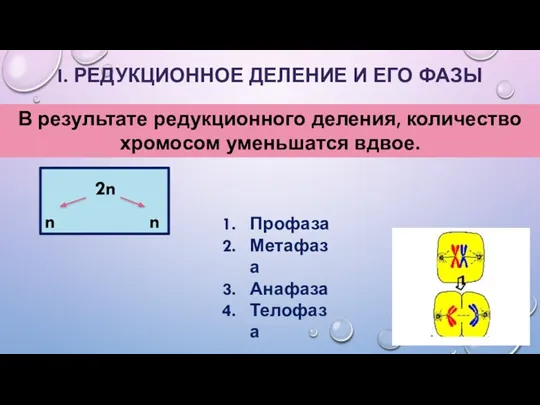 I. РЕДУКЦИОННОЕ ДЕЛЕНИЕ И ЕГО ФАЗЫ В результате редукционного деления,