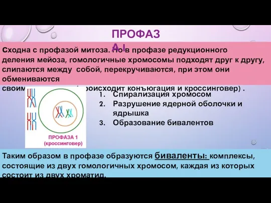 сходна с профазой митоза. Но в профазе редукционного деления мейоза,