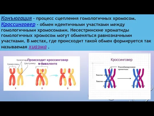 Конъюгация - процесс сцепления гомологичных хромосом. Кроссинговер - обмен идентичными