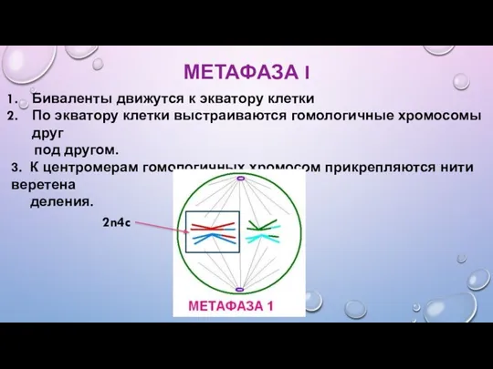 МЕТАФАЗА I Биваленты движутся к экватору клетки По экватору клетки