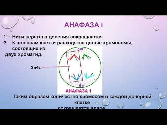 АНАФАЗА I Нити веретена деления сокращаются К полюсам клетки расходятся