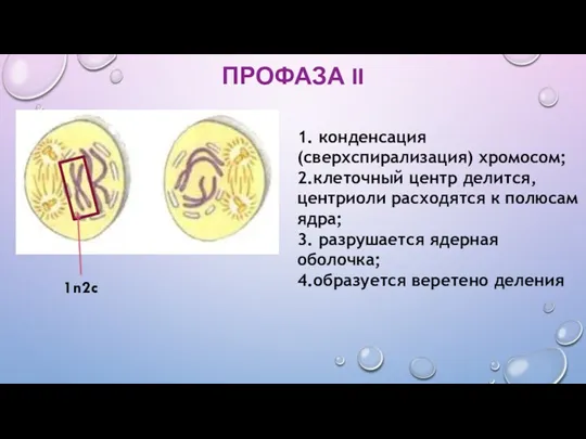 ПРОФАЗА II 1. конденсация (сверхспирализация) хромосом; 2.клеточный центр делится, центриоли