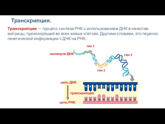 Транскрипция. Транскрипция — процесс синтеза РНК с использованием ДНК в