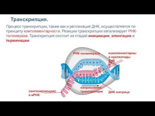 Транскрипция. Процесс транскрипции, также как и репликация ДНК, осуществляется по