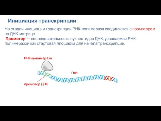 Инициация транскрипции. На стадии инициации транскрипции РНК-полимераза соединяется с промотором