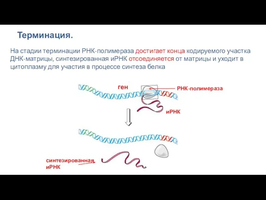 Терминация. На стадии терминации РНК-полимераза достигает конца кодируемого участка ДНК-матрицы,