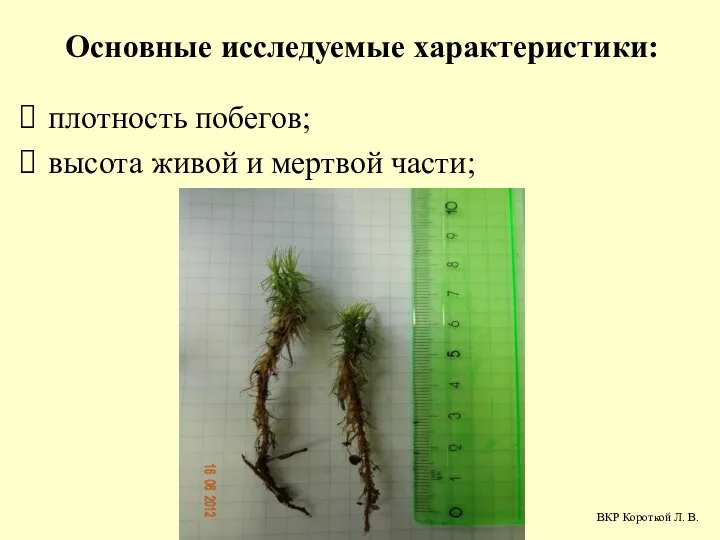 Основные исследуемые характеристики: плотность побегов; высота живой и мертвой части; ВКР Короткой Л. В.