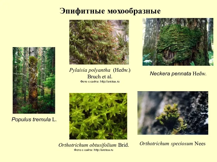 Оrthotrichum speciosum Nees Neckera pennata Hedw. Populus tremula L. Orthotrichum