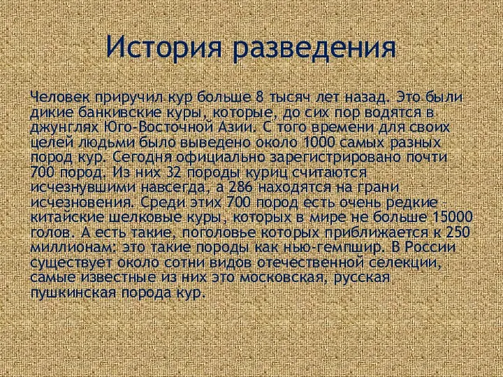 История разведения Человек приручил кур больше 8 тысяч лет назад.