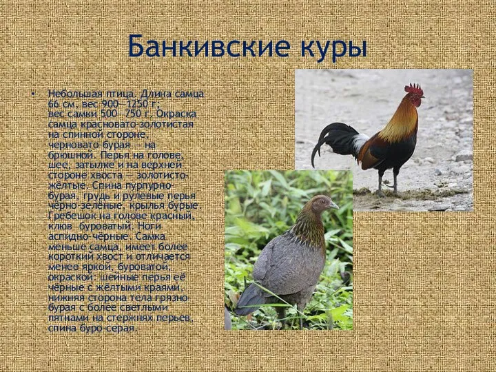 Банкивские куры Небольшая птица. Длина самца 66 см, вес 900—1250