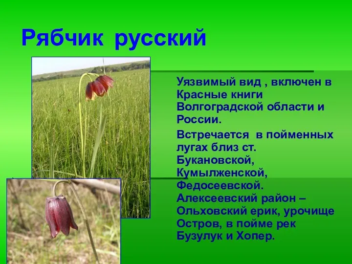 Рябчик русский Уязвимый вид , включен в Красные книги Волгоградской