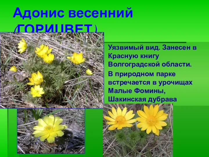 Адонис весенний (ГОРИЦВЕТ) Уязвимый вид. Занесен в Красную книгу Волгоградской