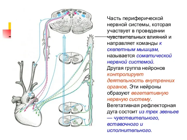 Часть периферической нервной системы, которая участвует в проведении чувствительных влияний