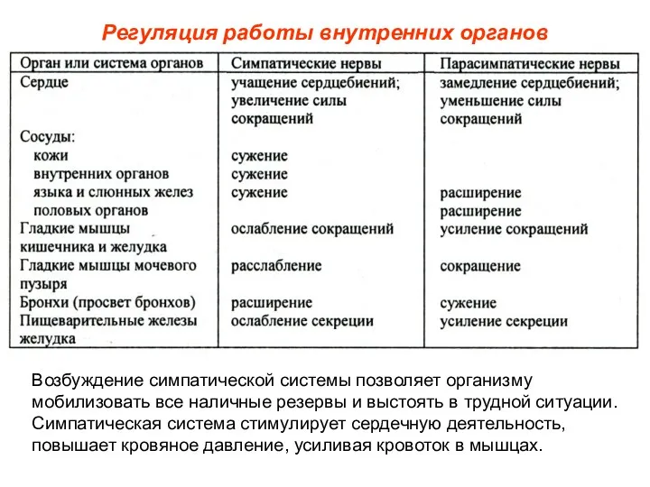 Регуляция работы внутренних органов Возбуждение симпатической системы позволяет организму мобилизовать