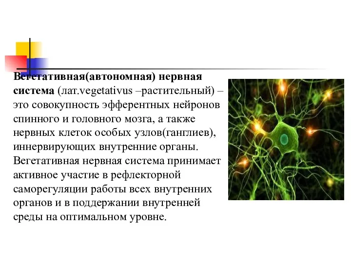 Вегетативная(автономная) нервная система (лат.vegetativus –растительный) –это совокупность эфферентных нейронов спинного