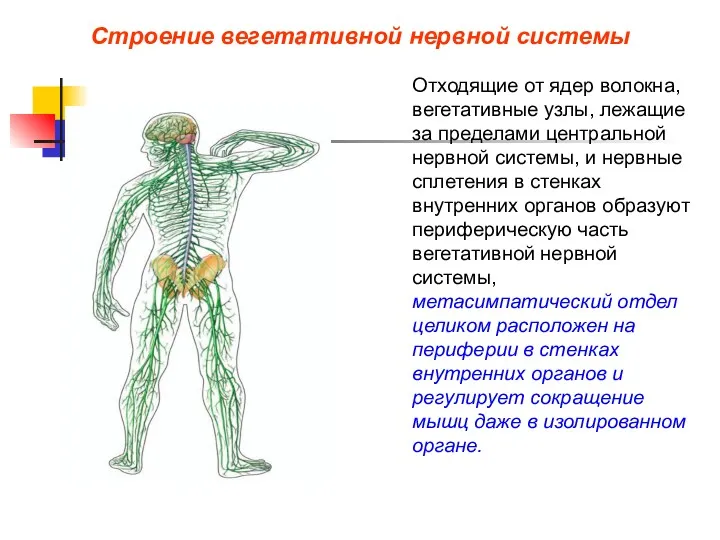 Строение вегетативной нервной системы Отходящие от ядер волокна, вегетативные узлы,