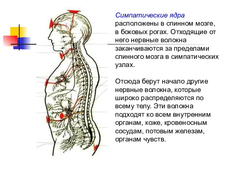 Симпатические ядра расположены в спинном мозге, в боковых рогах. Отходящие