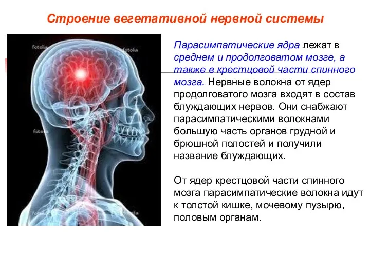 Строение вегетативной нервной системы Парасимпатические ядра лежат в среднем и