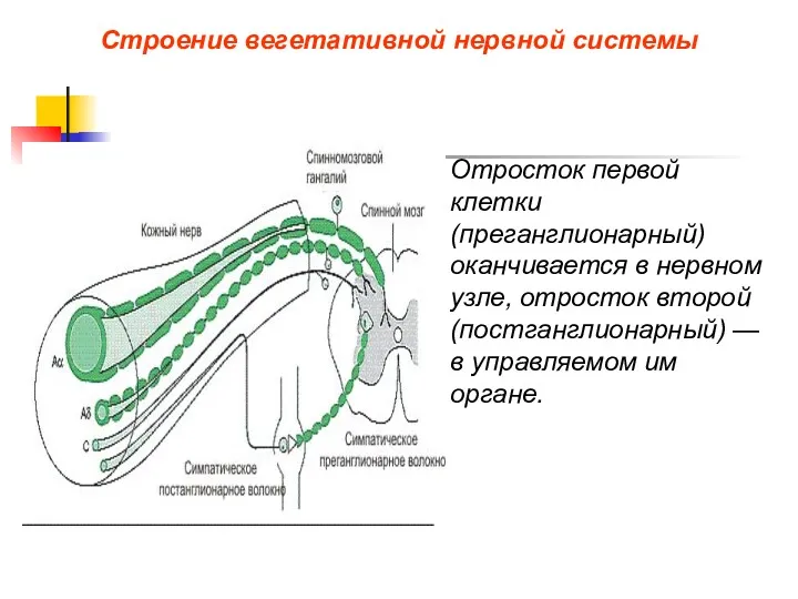 Строение вегетативной нервной системы Отросток первой клетки (преганглионарный) оканчивается в