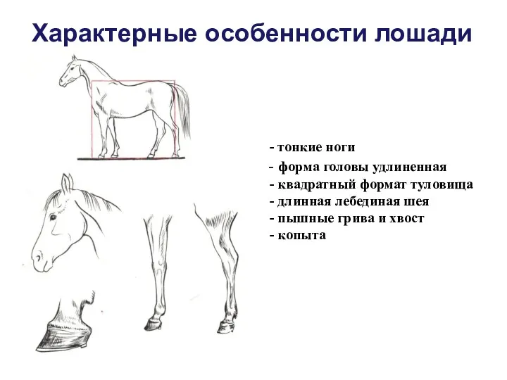 Характерные особенности лошади тонкие ноги форма головы удлиненная квадратный формат