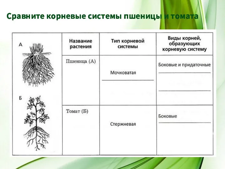 Сравните корневые системы пшеницы и томата