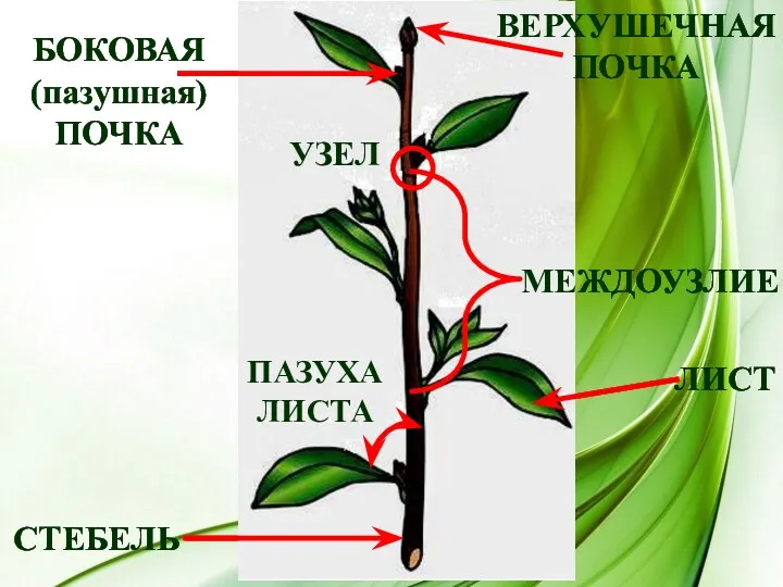 СТЕБЕЛЬ ЛИСТ ПАЗУХА ЛИСТА МЕЖДОУЗЛИЕ УЗЕЛ БОКОВАЯ (пазушная) ПОЧКА ВЕРХУШЕЧНАЯ ПОЧКА