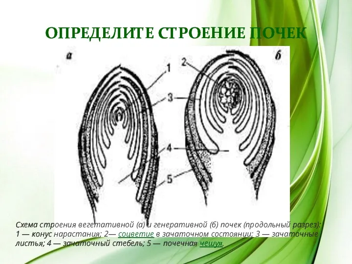 ОПРЕДЕЛИТЕ СТРОЕНИЕ ПОЧЕК Схема строения вегетативной (а) и генеративной (б)