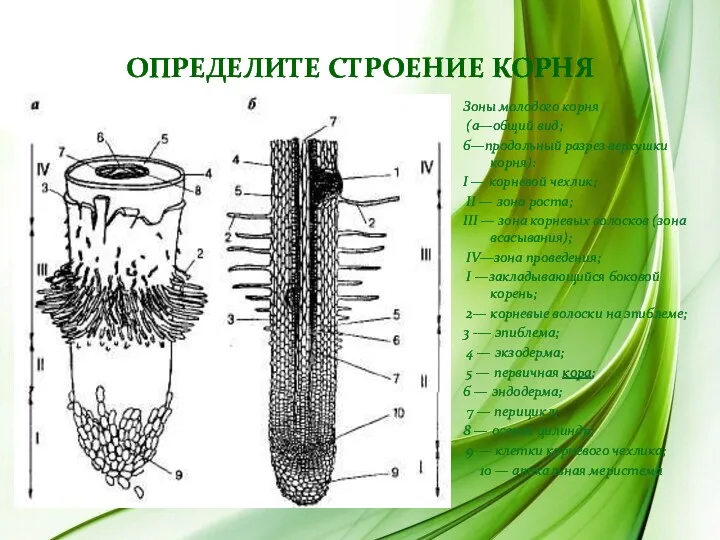 ОПРЕДЕЛИТЕ СТРОЕНИЕ КОРНЯ Зоны молодого корня (а—общий вид; б—продольный разрез