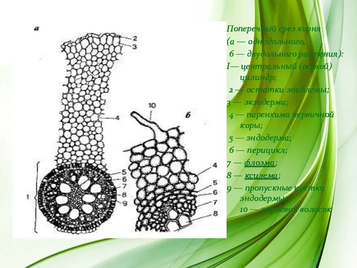 Поперечный срез корня (а — однодольного, 6 — двудольного растения):