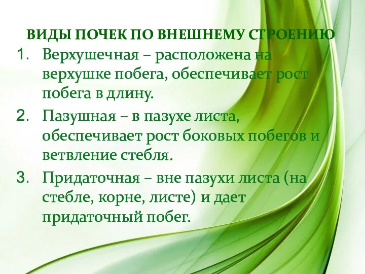 ВИДЫ ПОЧЕК ПО ВНЕШНЕМУ СТРОЕНИЮ Верхушечная – расположена на верхушке