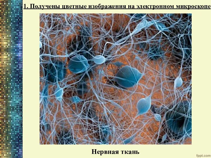 1. Получены цветные изображения на электронном микроскопе Нервная ткань