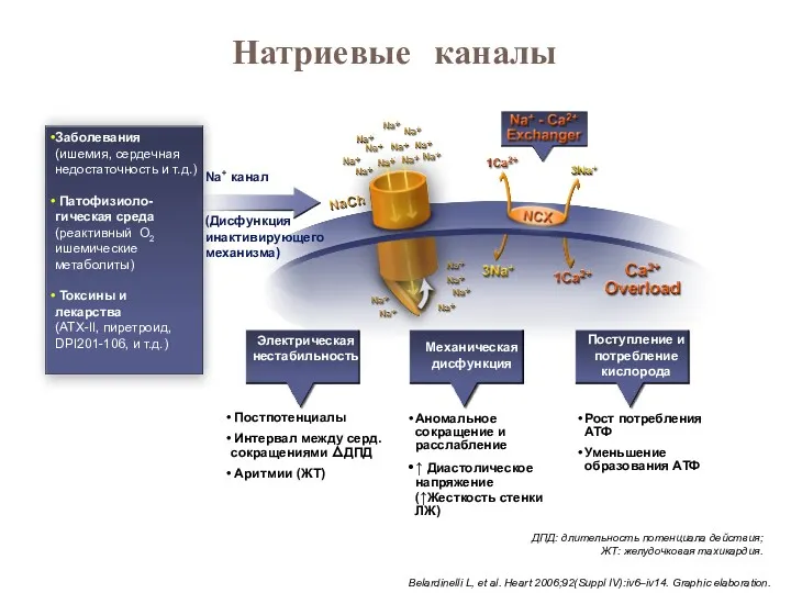 Натриевые каналы Заболевания (ишемия, сердечная недостаточность и т.д.) Патофизиоло-гическая среда