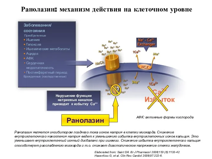 Elaborated from: Saint DA. Br J Pharmacol 2008;153 (6):1133-42 Hasenfuss