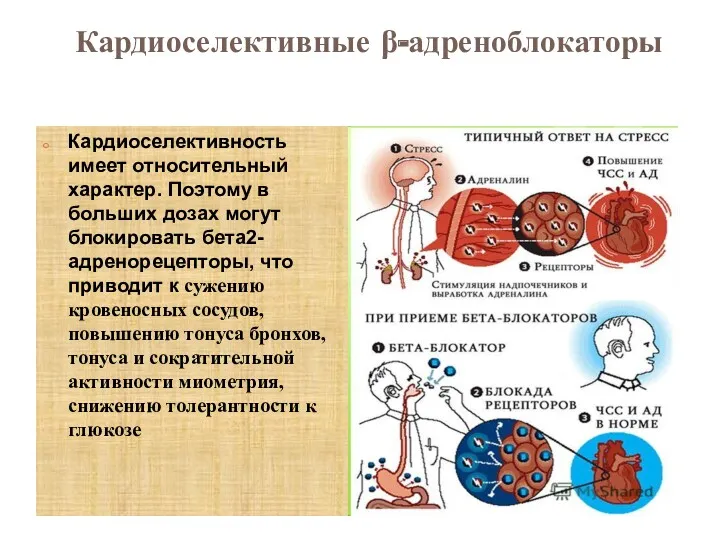 Кардиоселективные β-адреноблокаторы Кардиоселективность имеет относительный характер. Поэтому в больших дозах